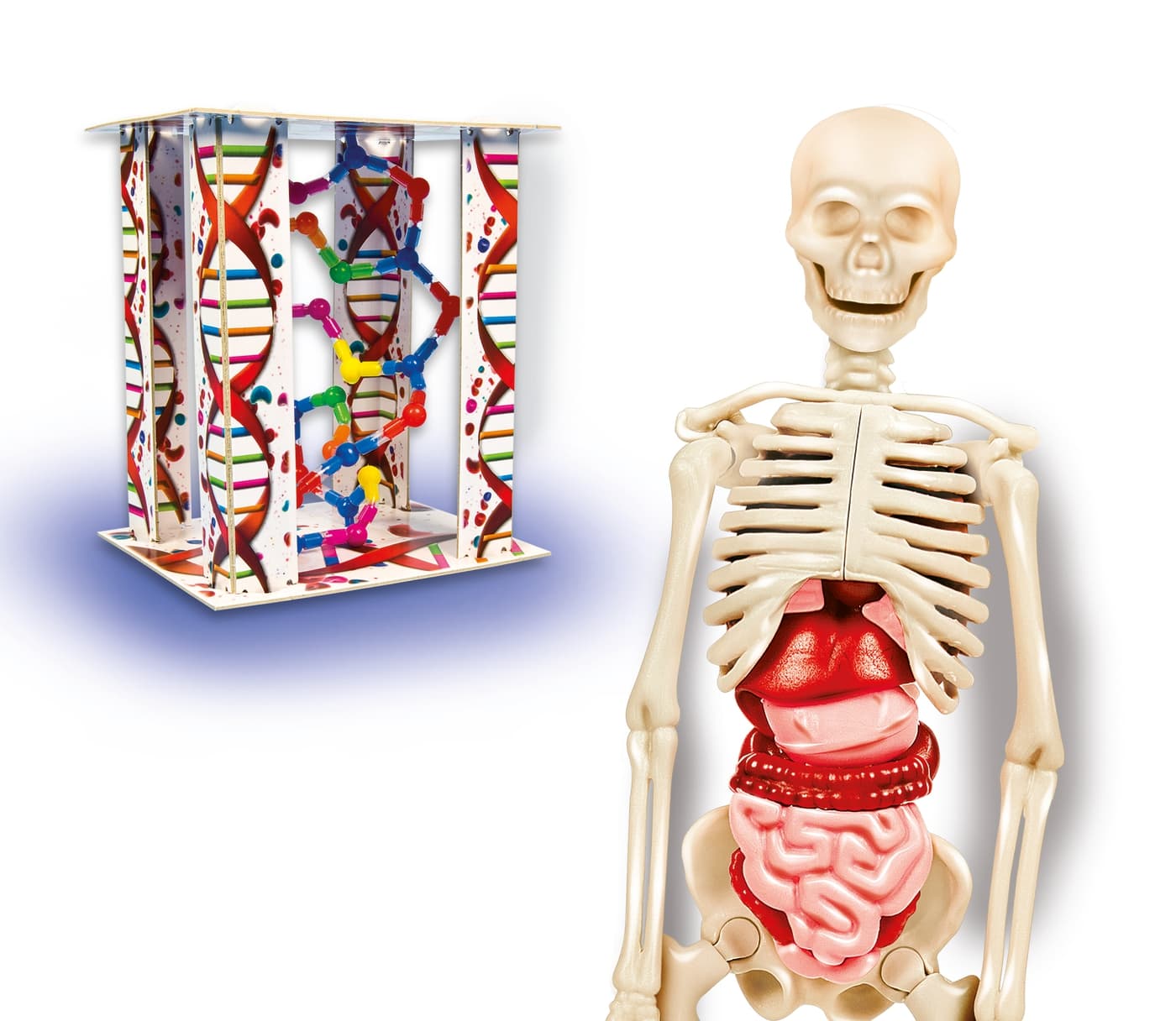 El Cuerpo Humano - Clementoni