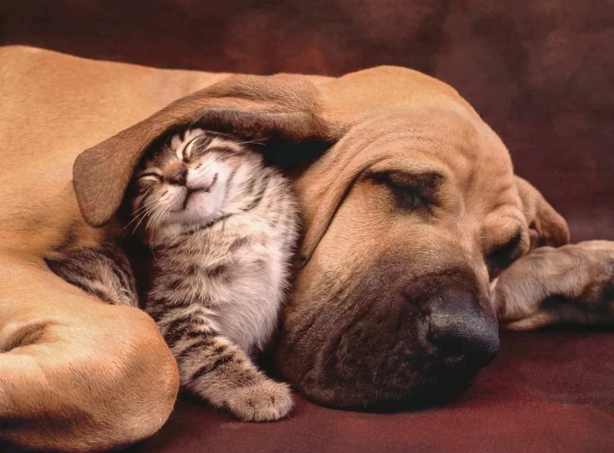 Puzzle 500 Piezas Clementoni Cuddles - Mascotas