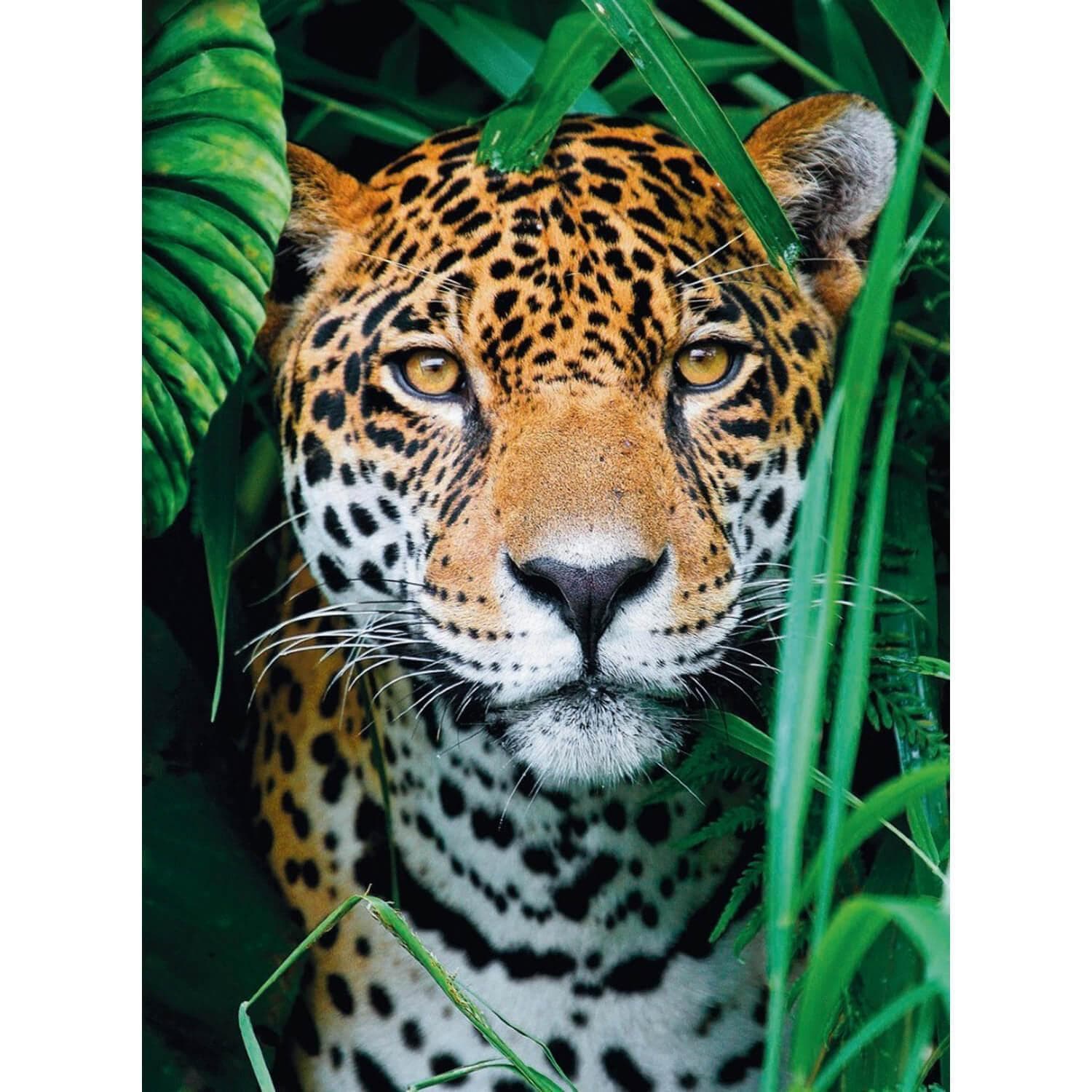 Puzzle 500 Piezas Clementoni - Jaguar