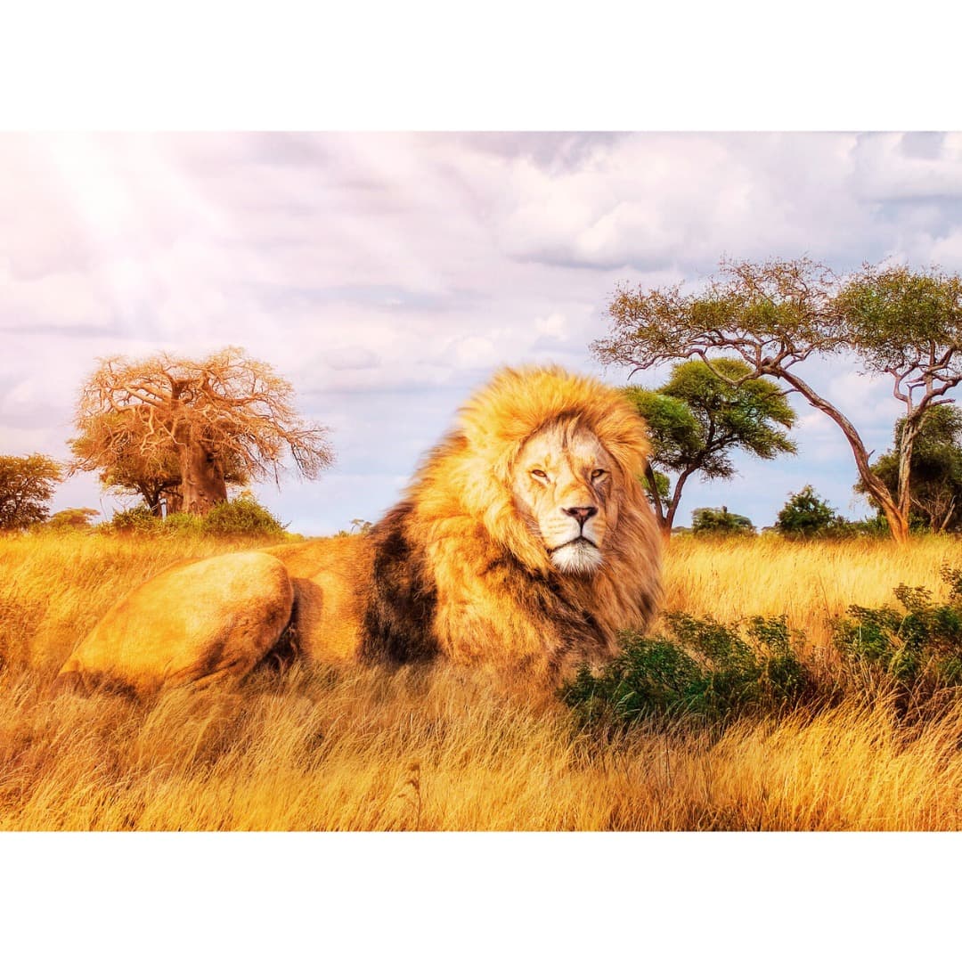 Puzzle Clementoni 1000 piezas - Leon The King