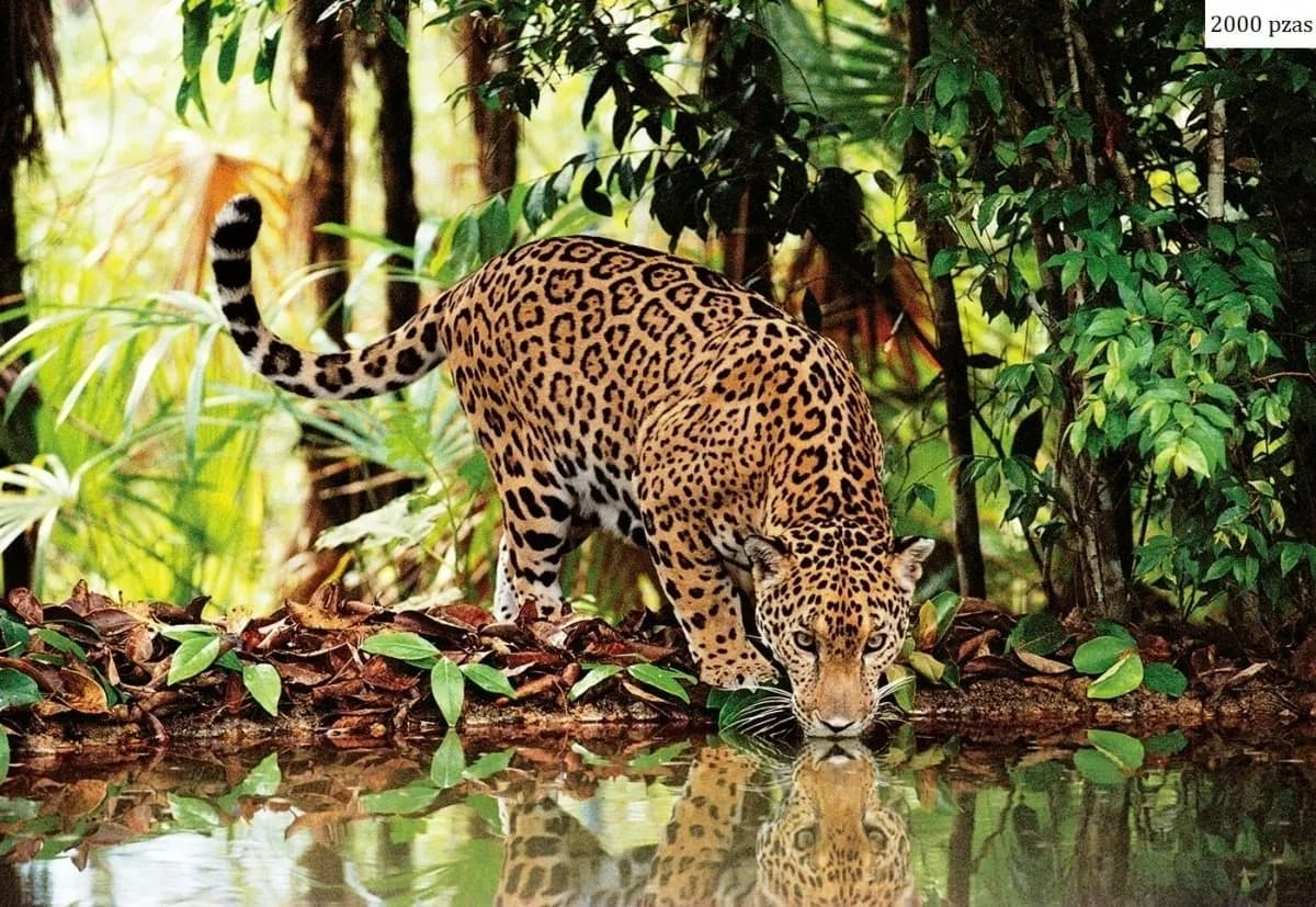 Puzzle Clementoni 2000 piezas - Leopardo